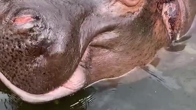 A hippopotamus