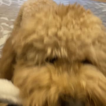 Wesker is making as much noise as possible so he can go outside