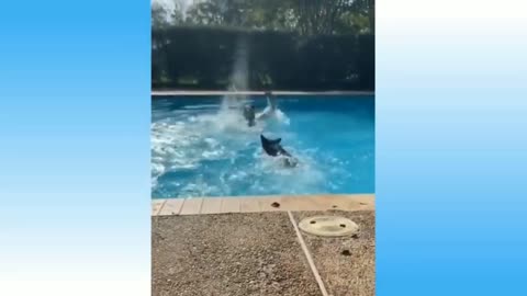 The reaction of an incredible dog trying to save its owner in a fake drowning