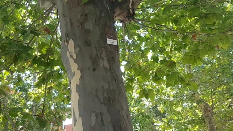 big tree on the sidewalk