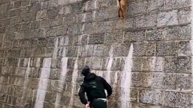 Dogs That Fly - Malinois & Alsatian Dogs Show Their Jumping Agility #