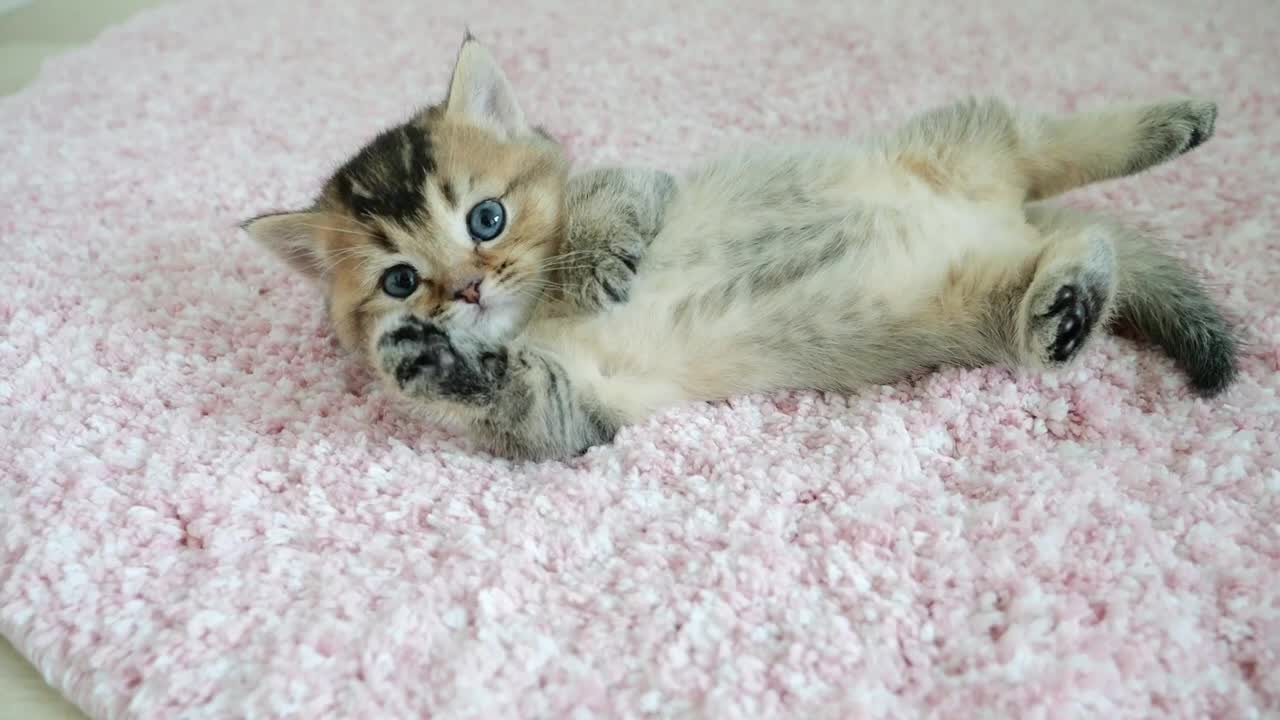 A mother cat who is too conscious of the camera and a laid-back kitten