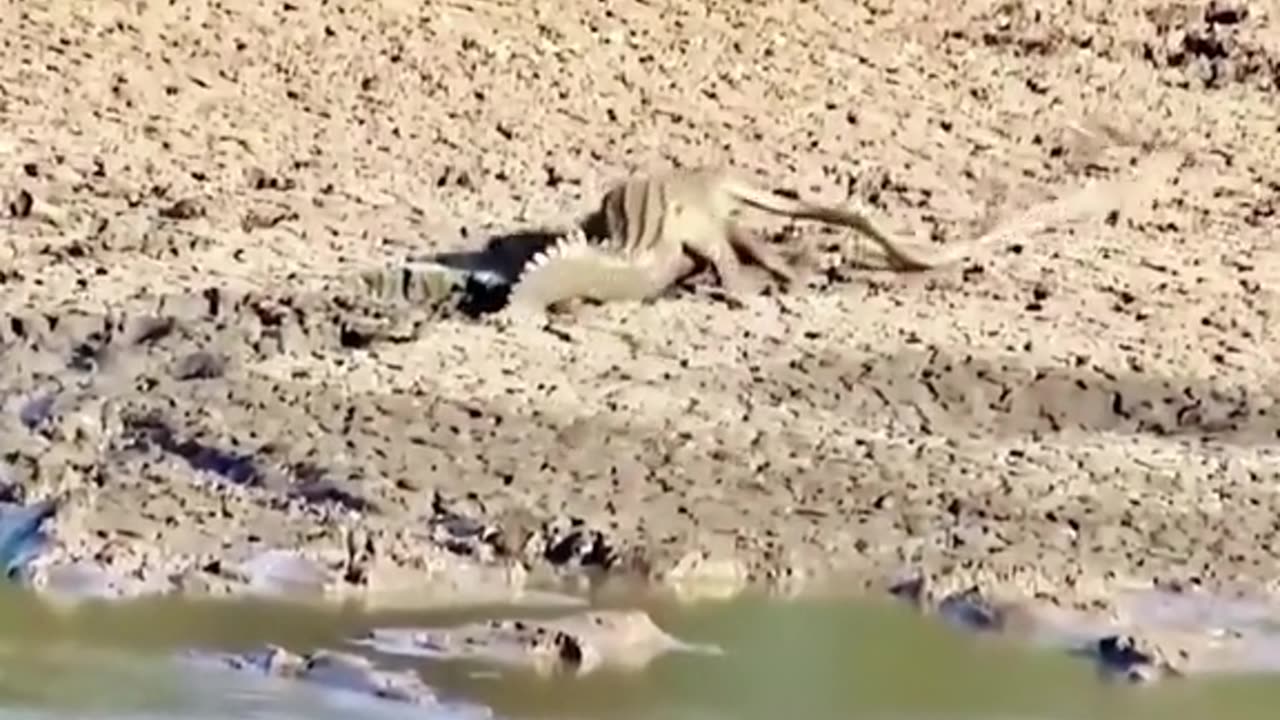 what happens if a salamanda meets a crocodile?