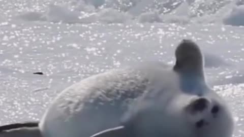 #HeyBestieIt'sMe #CuteSealWave #AnimalLove #FunnyPetVideo