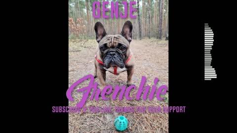 Genje - Frenchie