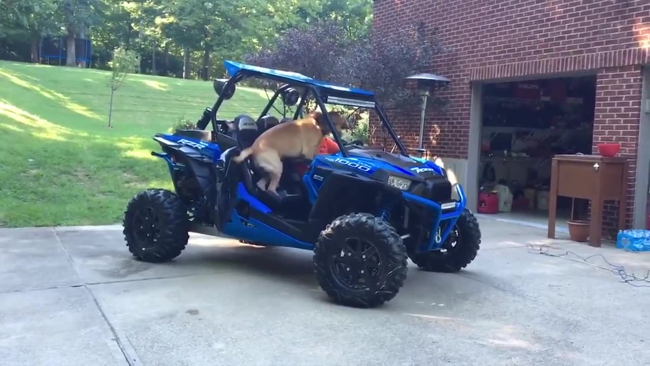 funny animals, try not to laugh, 2024, hilarious, animal compilation, viral videos