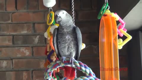 Einstein Parrot can talk better than most humansp20