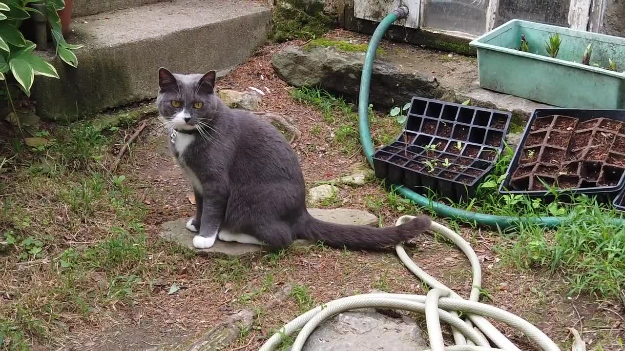 Chat drôle