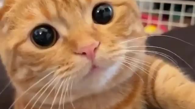 Well, like a cat from Shrek, even better๐๐๐