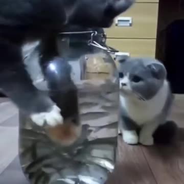 Milyye i smeshnyye koshki 😀🐈