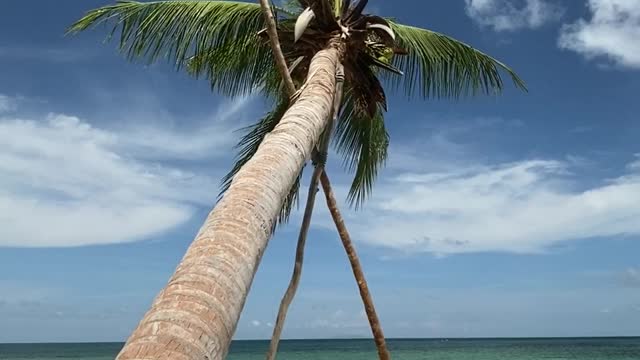 Coconut Palms 🌴 tropical island