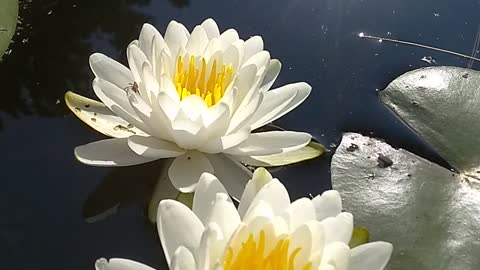 Water Lilies