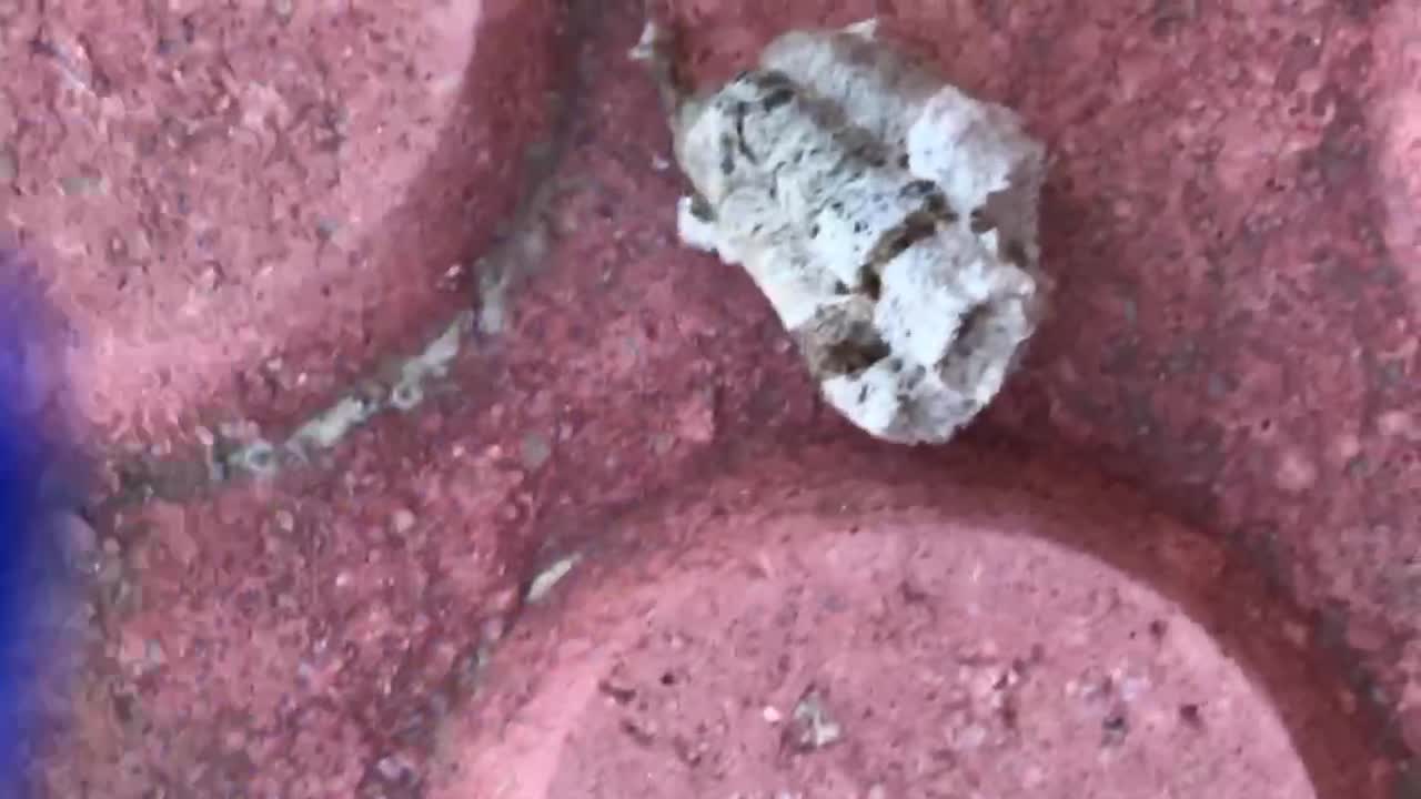 Removing dangerous wasp nest