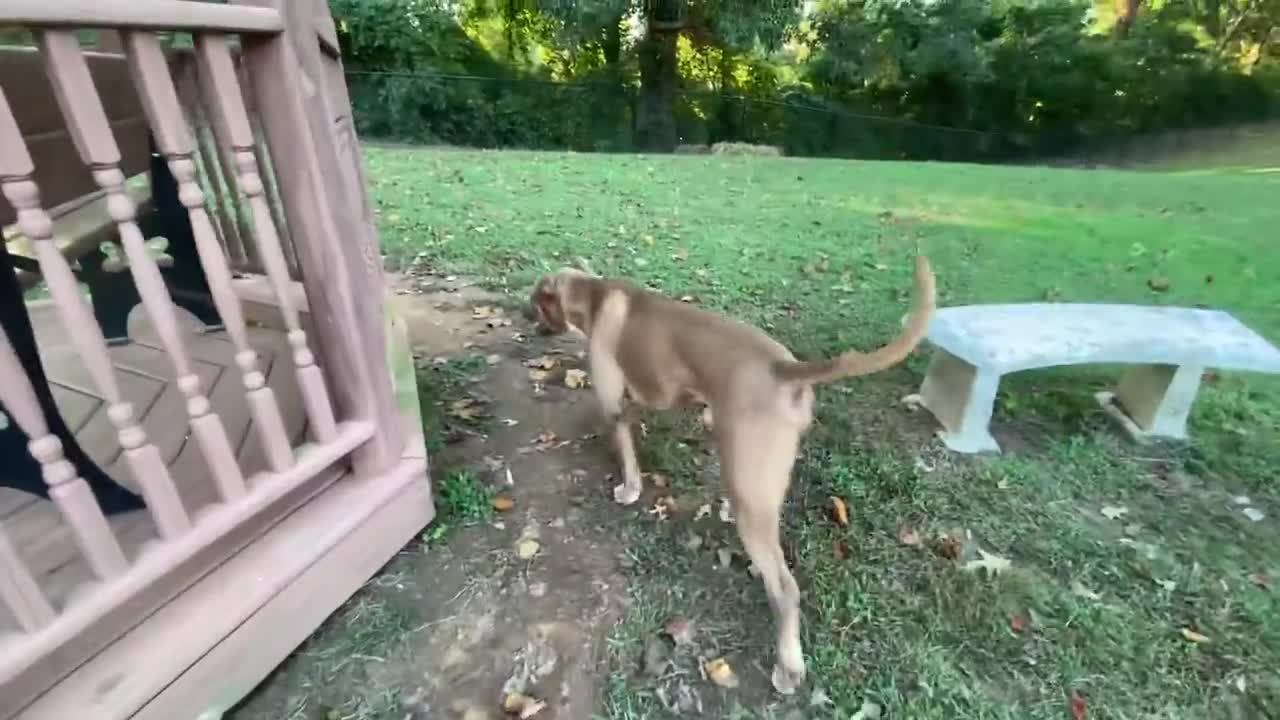 Doberman Attacks Pitbull