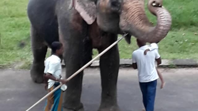 Sri lanka elephant of biutiful