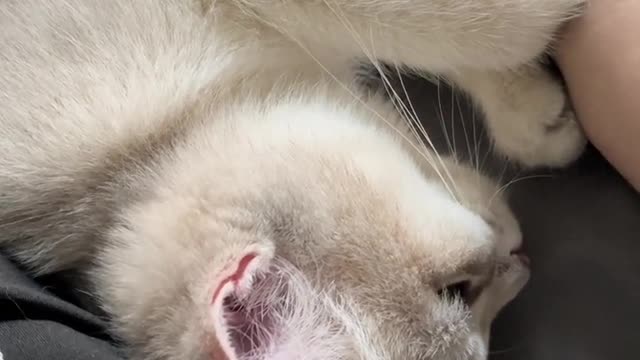 The daily life of the cat