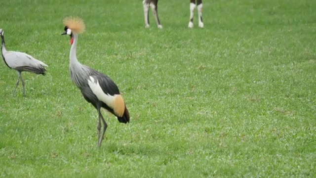 Black Crowned Crane bird