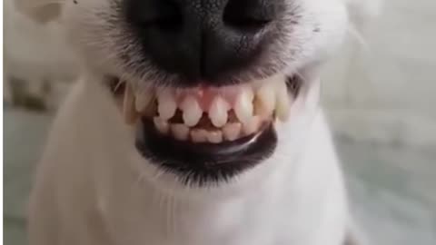 Dog's very funny moments🤣😂