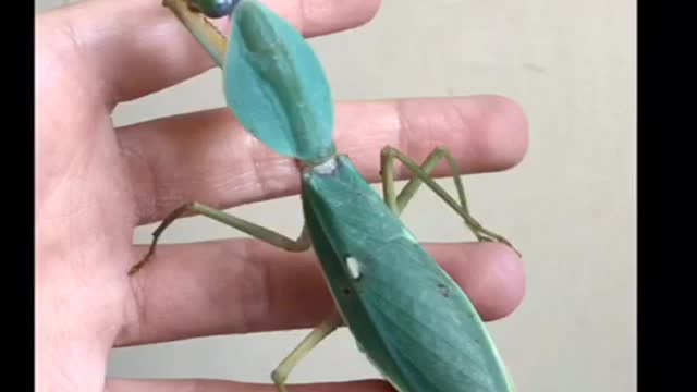 HUGE MANTIS GRABS MY HAND