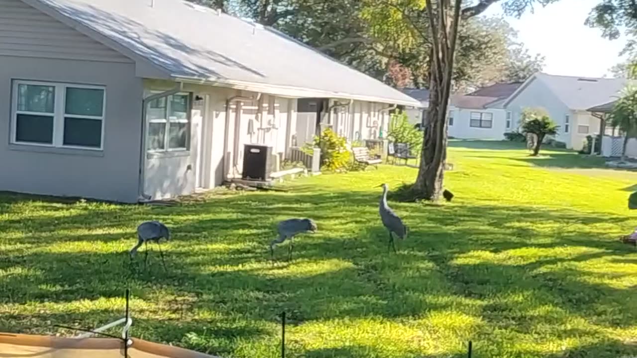 SandHill cranes💕