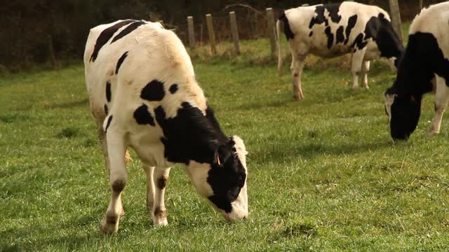 Cows grazing grass in open field Watch it