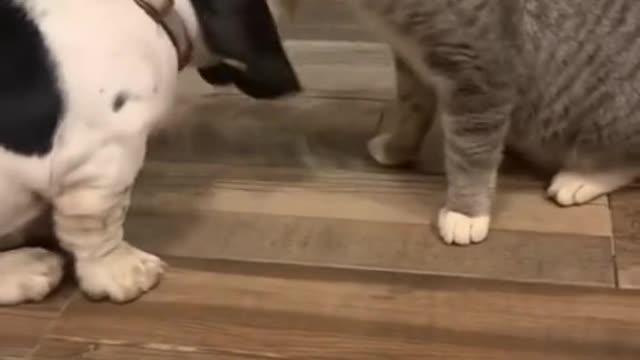 Dogs.🐕:why you bite me #dog and #cat #please subscribe this channel for more videos