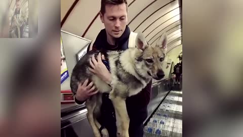 Male owner holding the dog in the elevator