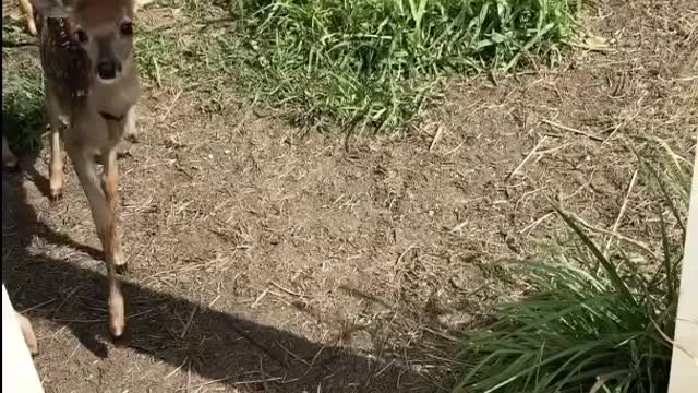 Herd of Deer Fawns at Feeding Time