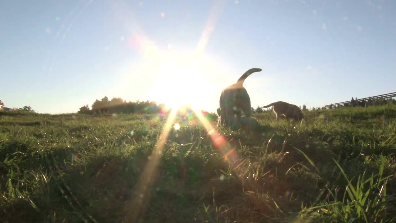 dogs have fun playing outdoors