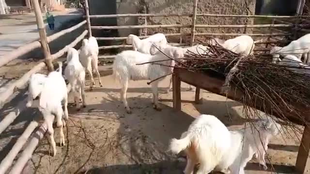 like a goat feeding diary | how to set up goat farm with white goat.