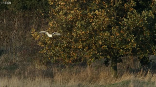 The Unbelievable Flight of a Barn Owl | Super Powered Owls | BBC Earth