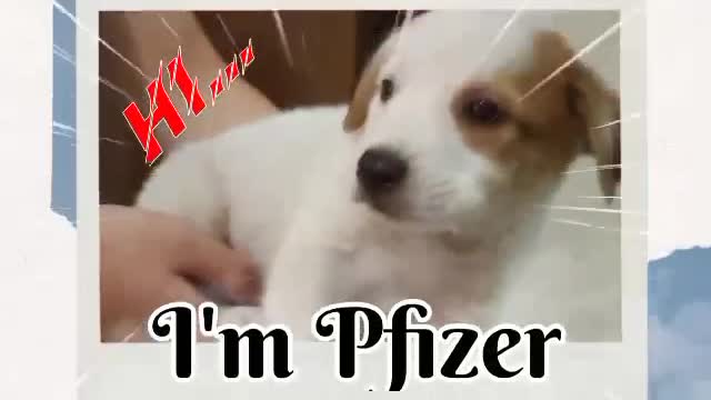 Puppy Pfizer introducing himself.