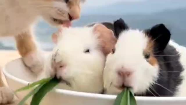 Meow meow is cheering them on
