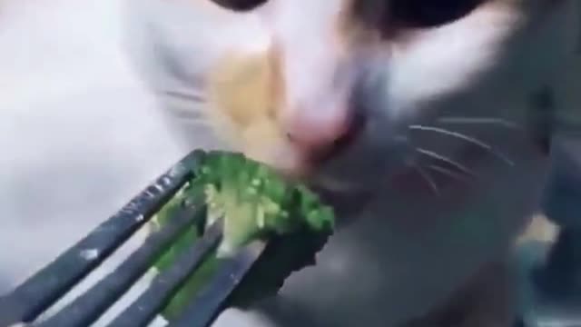 Clumsy cats compilation