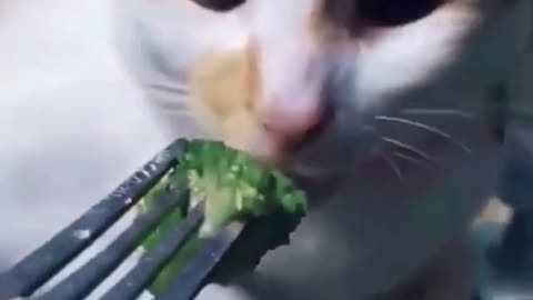 Clumsy cats compilation