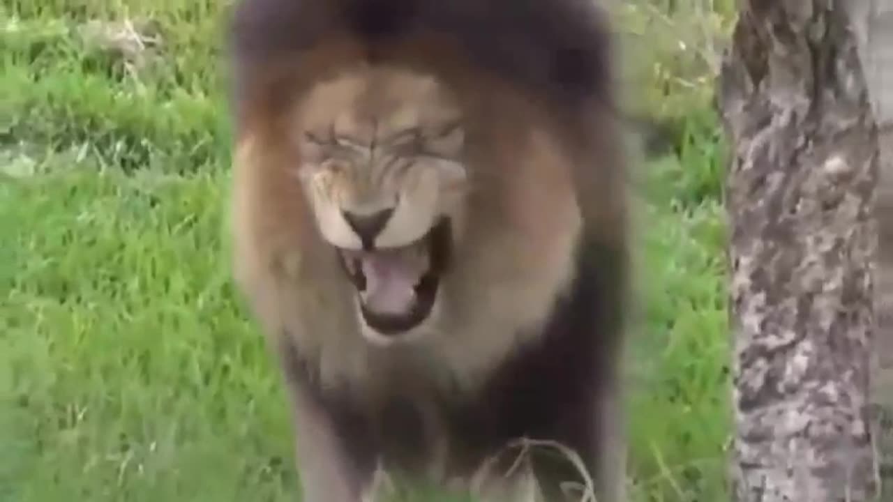 Troll prank dog funny &fake lion and fake tiger prank to dog 2(try not to laugh)