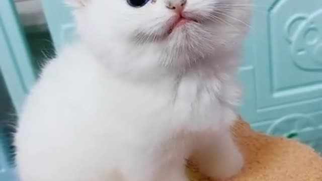 Kittens pets Cute Cute #Animals #Shorts