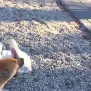 Cachorro de Shiba Inu completamente obsesionado con el traje de un Bulldog Francés