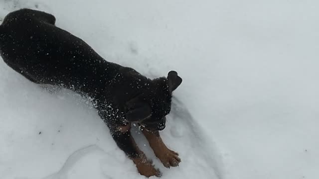 Adorable pit puppy plays in the snow for the first time.