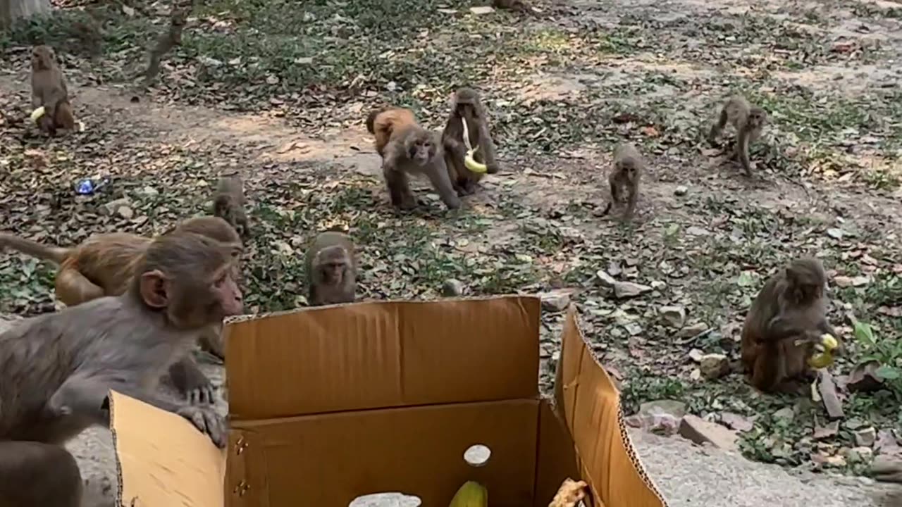 Hungry Monkeys Take Bananas