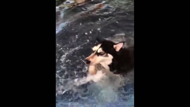 very funny dogs and cats, compilation 1 of funny animals