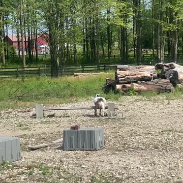 GOAT Nakita Making BIG JUMPS! 07.2020