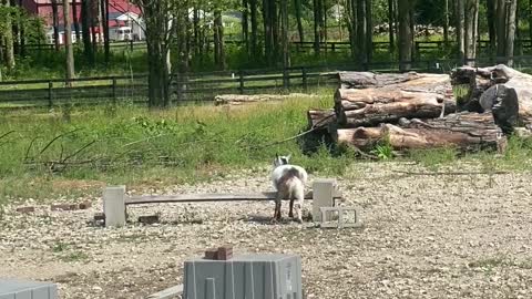 Goat Destiny Making BIG JUMPS! 07.2020