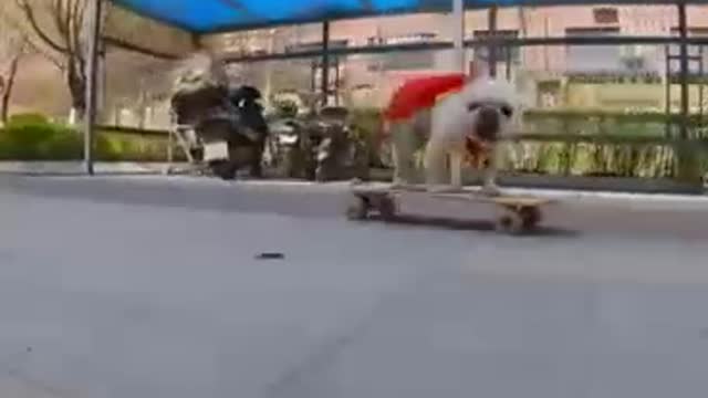 Skatedog 5