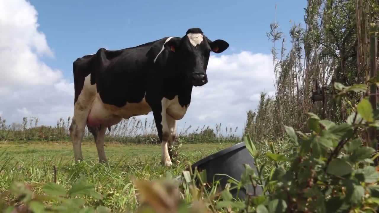 Cow eating grass on a beautiful day