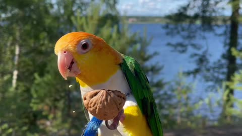 The most beautiful, brightest and smartest parrot in the world