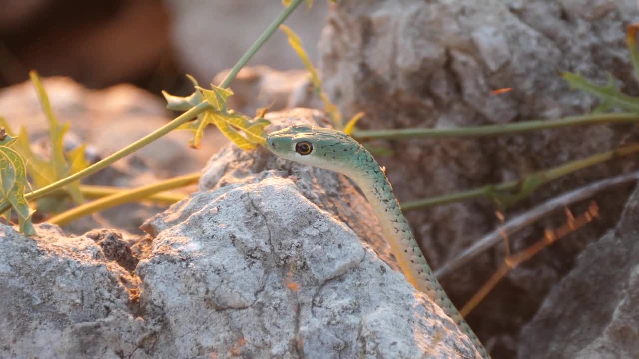 Close up from a Spotted Bush Snake in between the rocks