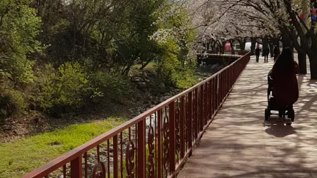 Cherry blossom trees and the sound of music birds