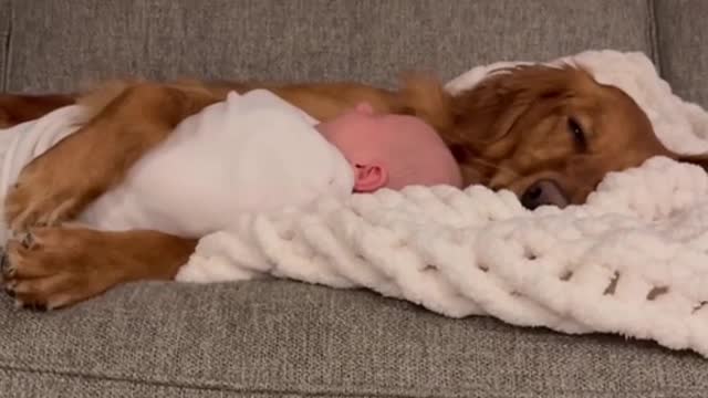 dog vrs baby