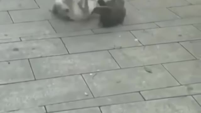 Cat and rat funny video